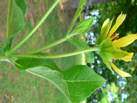 {Tetragonotheca helianthoides}